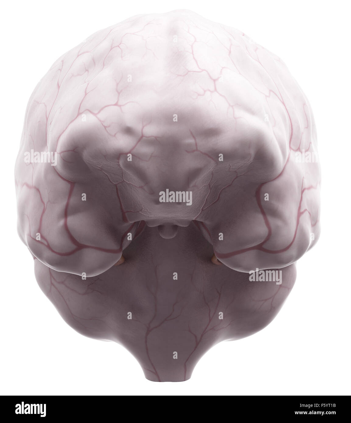 medizinisch genaue Abbildung der Dura mater Stockfoto