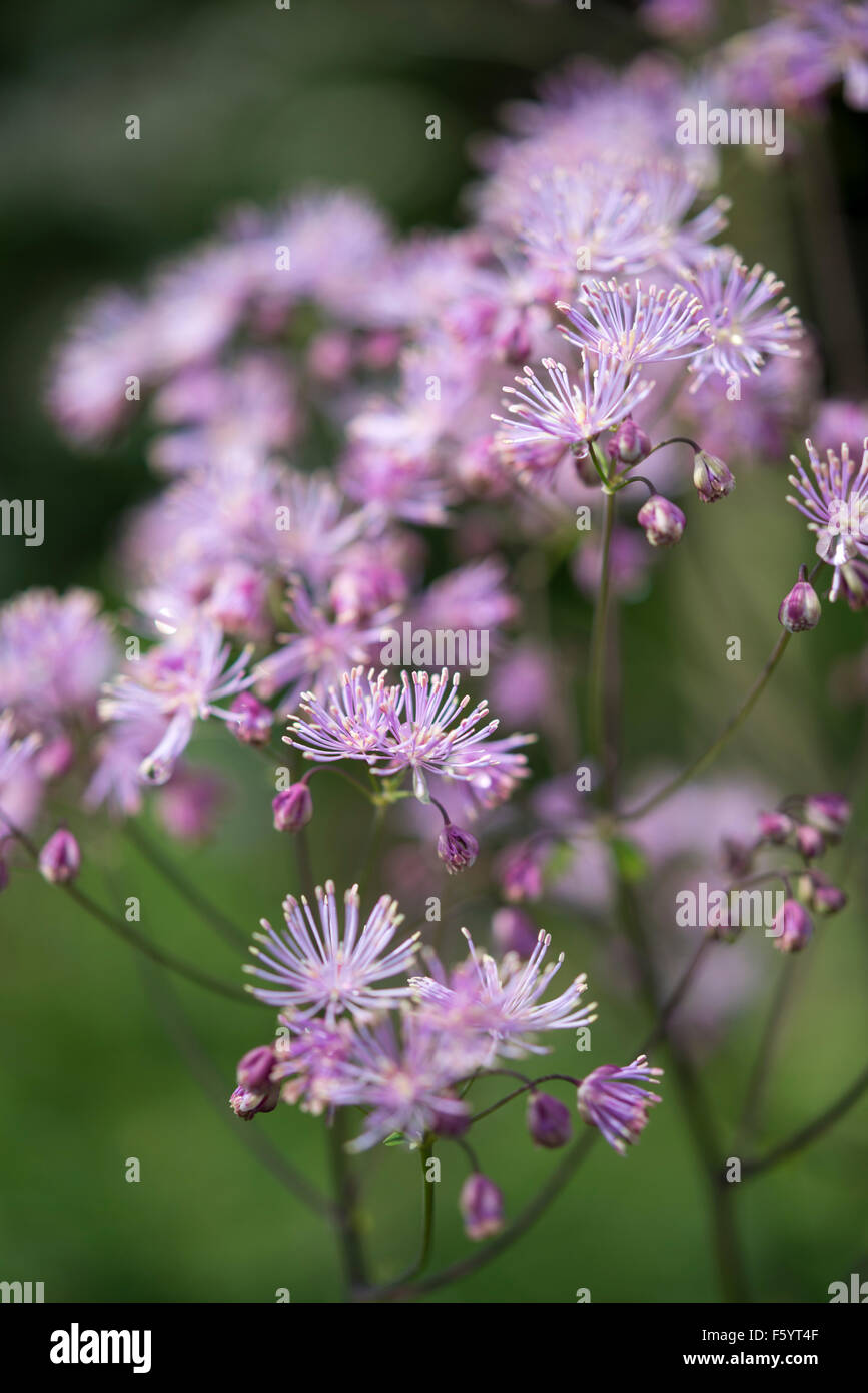 Thalictrum Aquilegifolium mit blassen lila Blüten in einem Garten im Sommer. Stockfoto