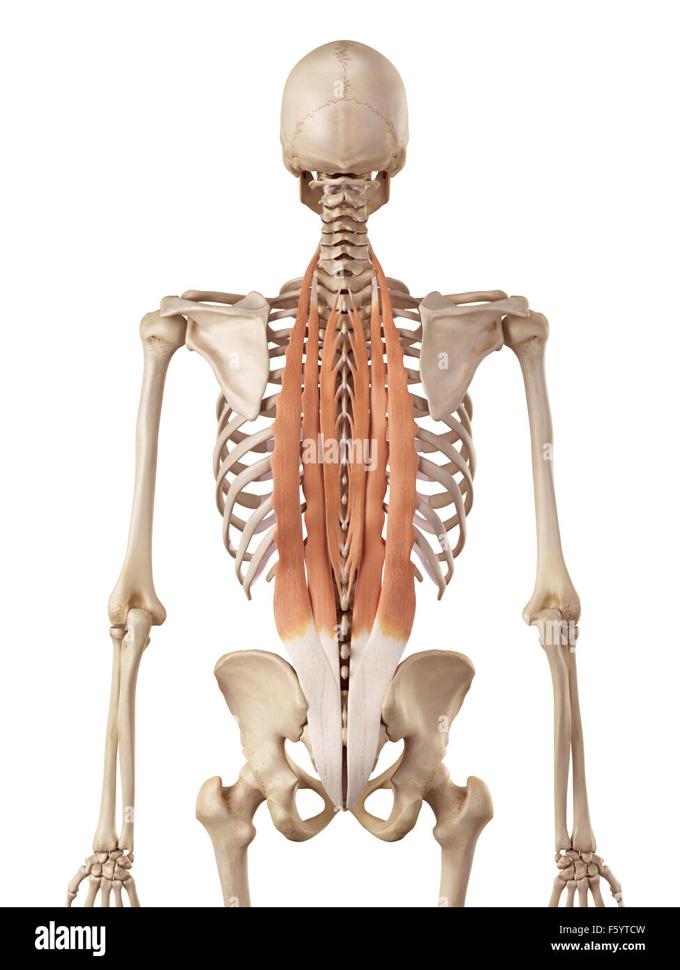 medizinische genaue Abbildung der tiefen Rückenmuskulatur Stockfoto