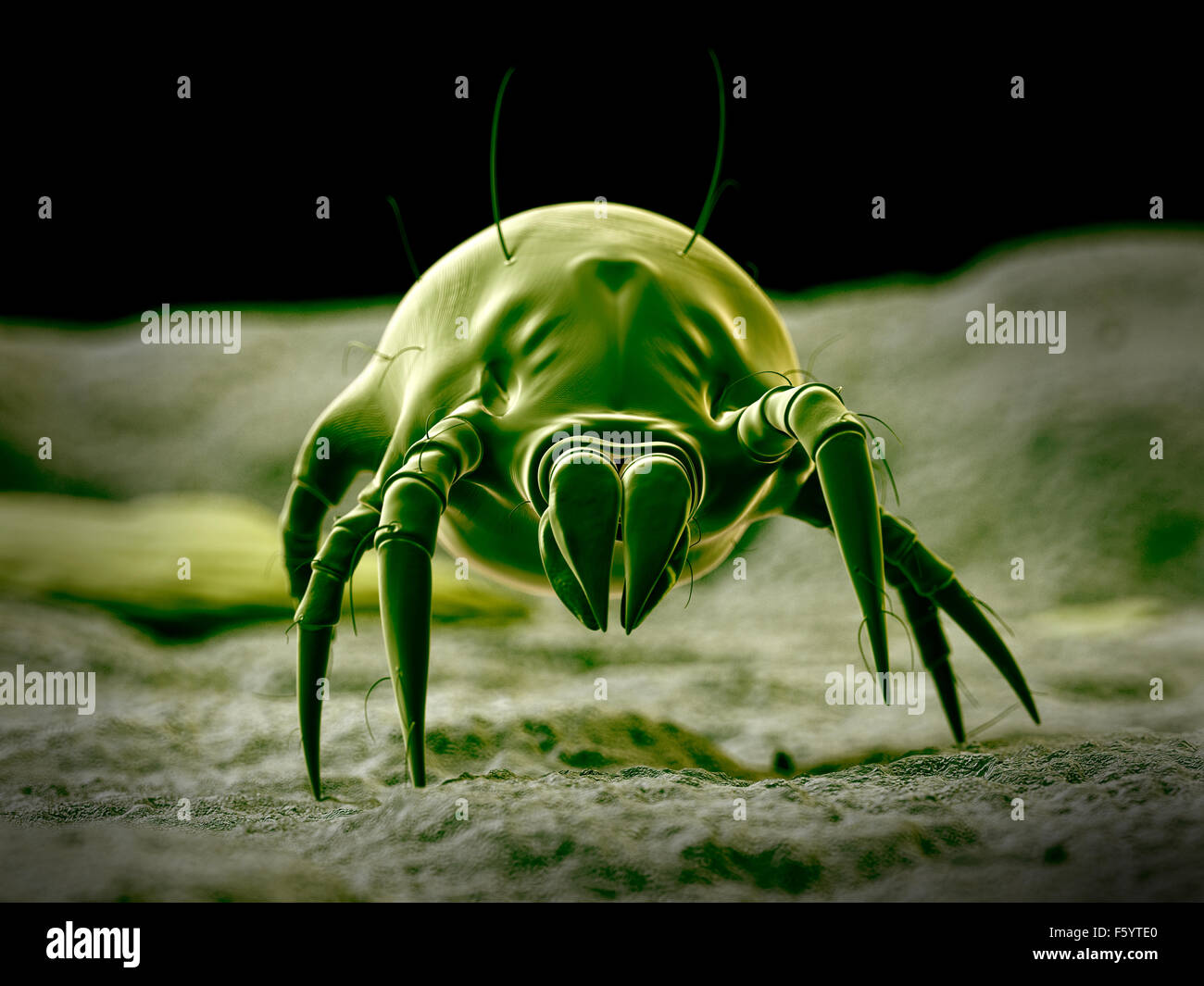 wissenschaftliche Illustration von einer gemeinsamen Hausstaubmilbe Stockfoto