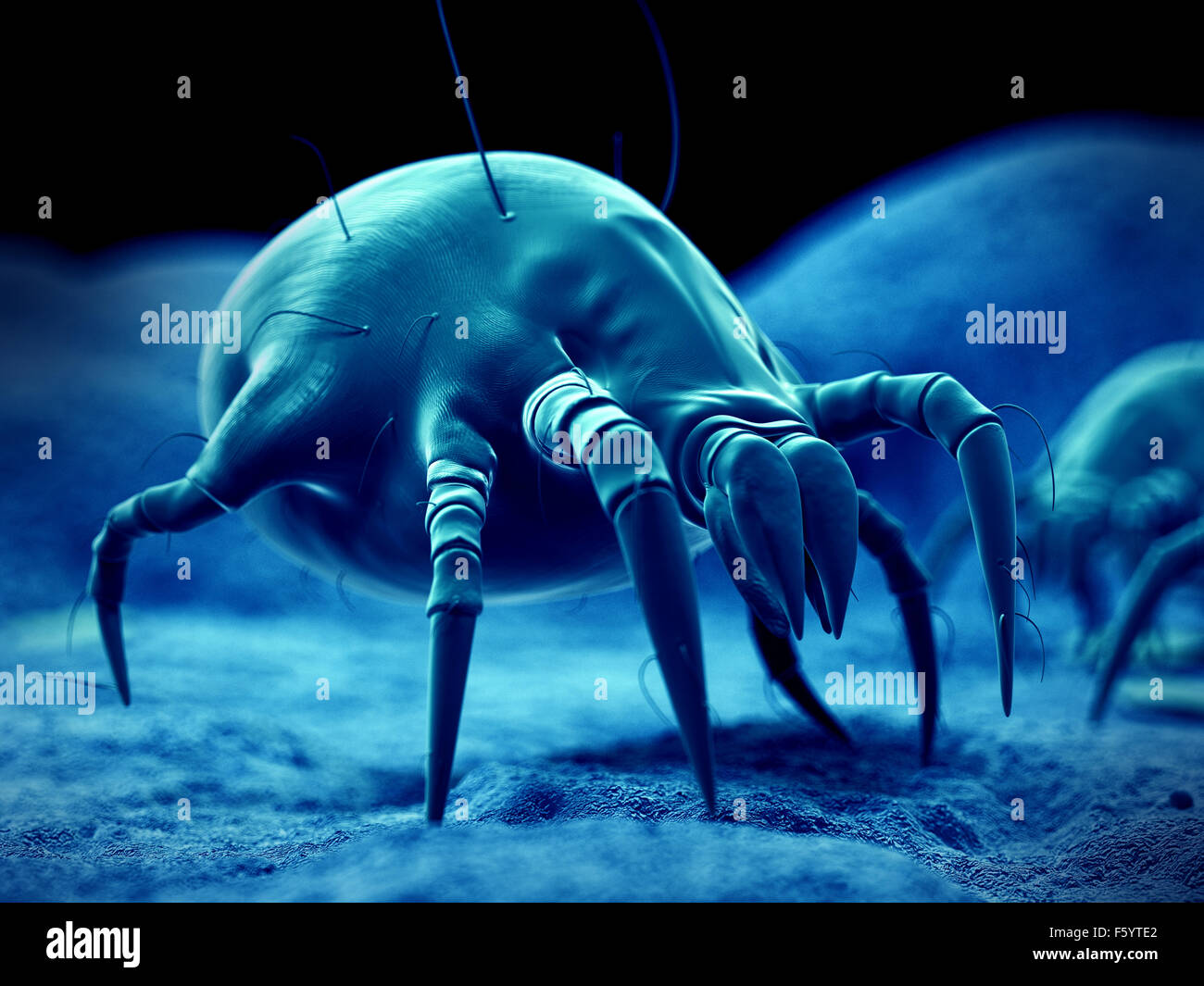 wissenschaftliche Illustration von einer gemeinsamen Hausstaubmilbe Stockfoto