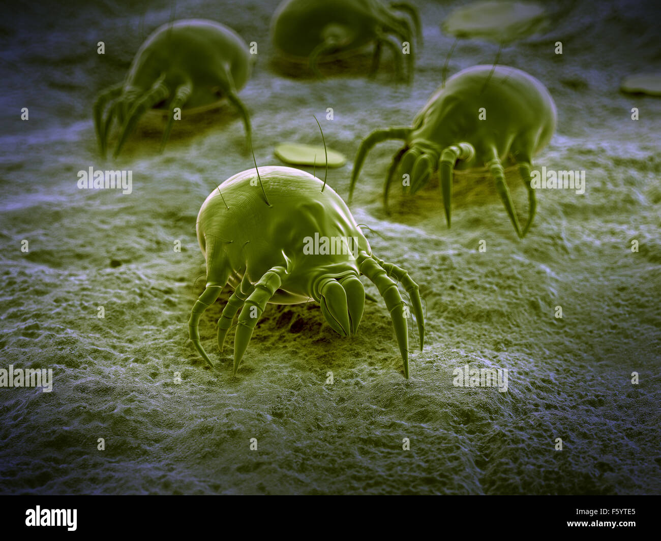 wissenschaftliche Illustration von einer gemeinsamen Hausstaubmilbe Stockfoto