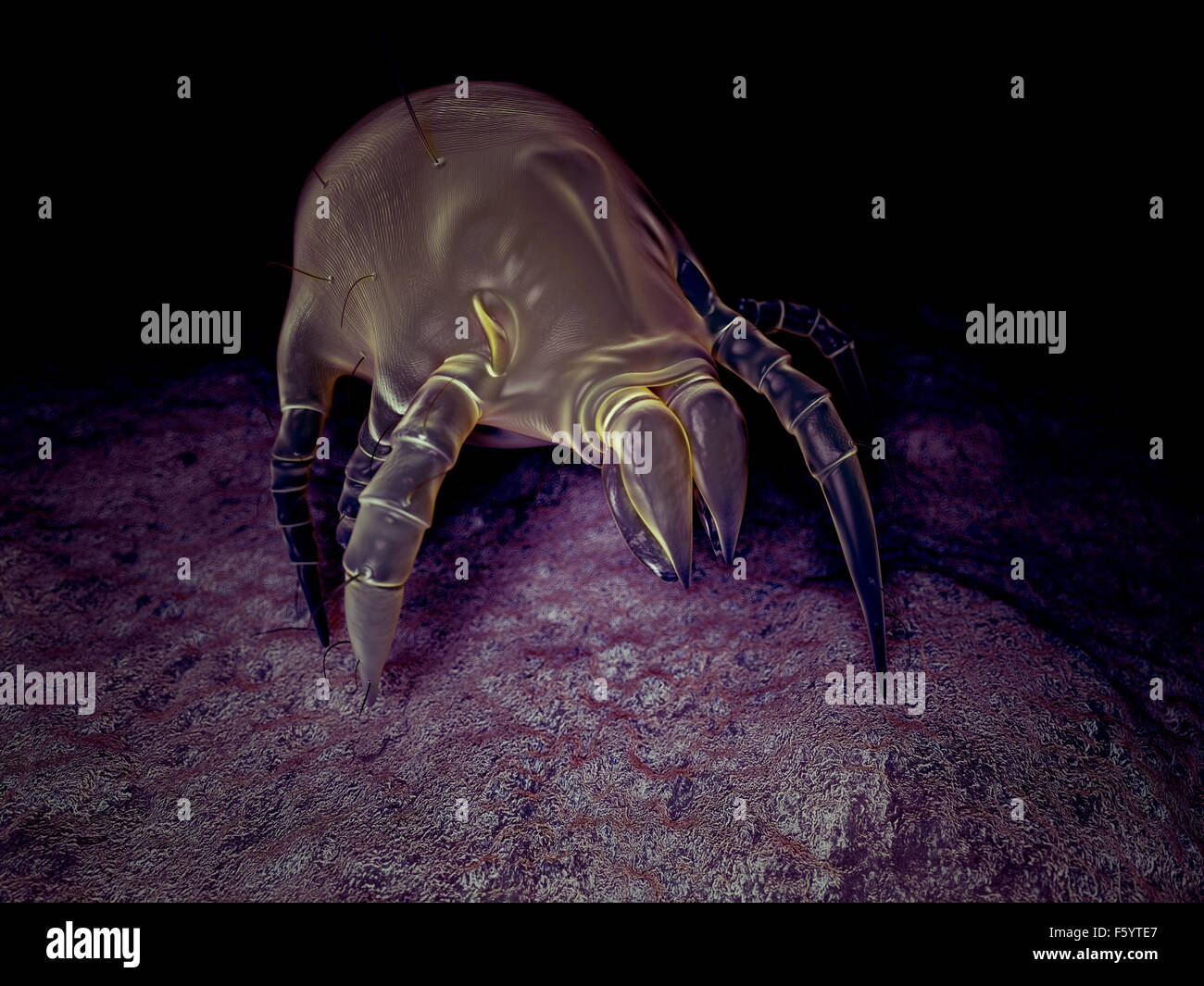 wissenschaftliche Illustration von einer gemeinsamen Hausstaubmilbe Stockfoto