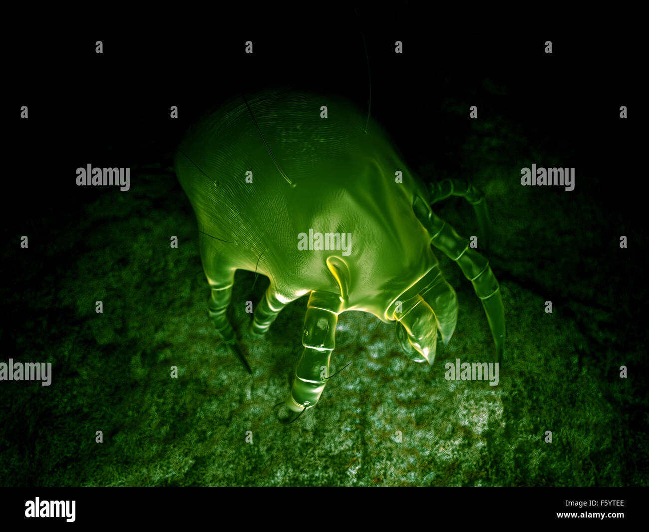 wissenschaftliche Illustration von einer gemeinsamen Hausstaubmilbe Stockfoto