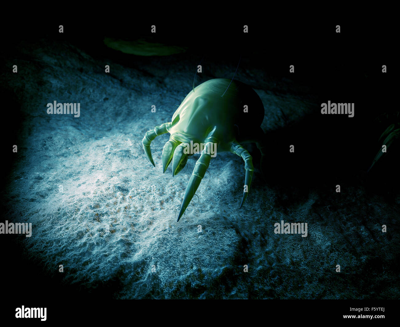 wissenschaftliche Illustration von einer gemeinsamen Hausstaubmilbe Stockfoto