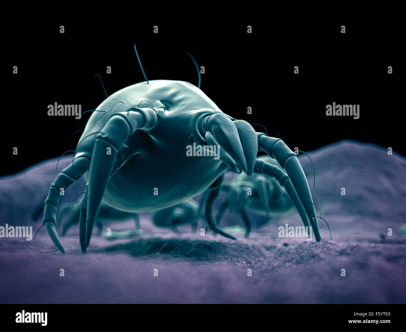 wissenschaftliche Illustration von einer gemeinsamen Hausstaubmilbe Stockfoto