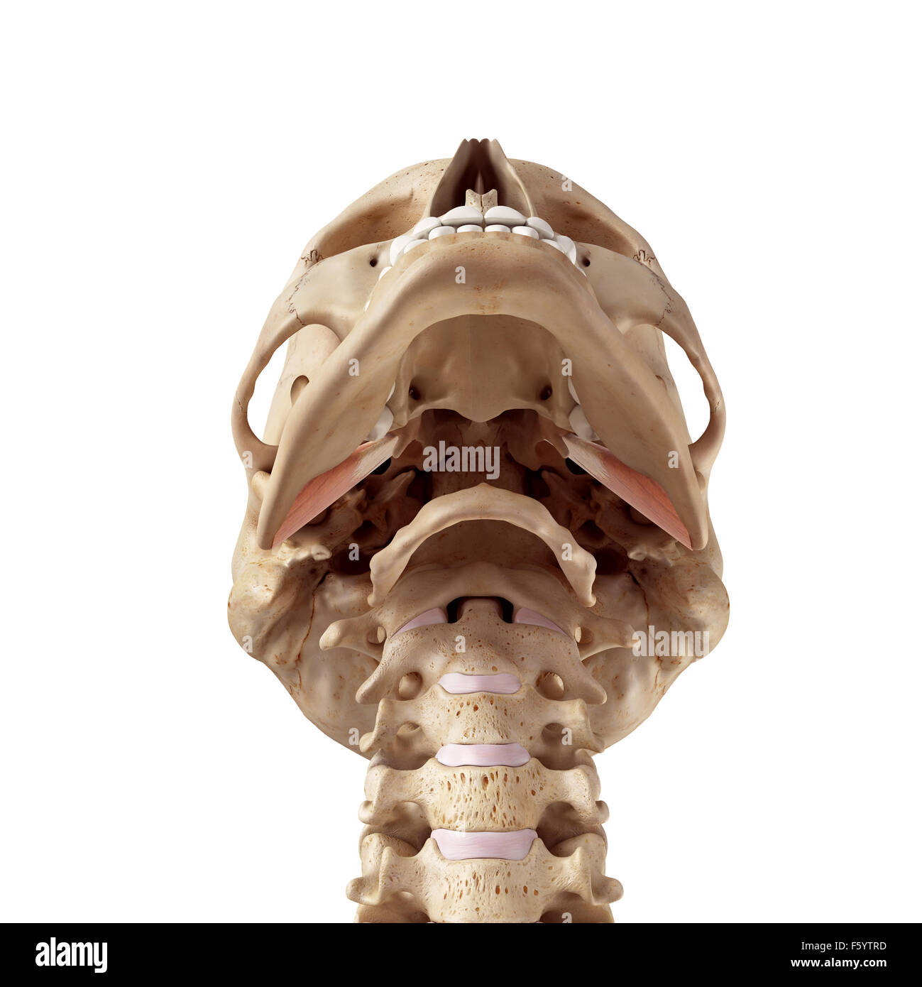 medizinische genaue Abbildung des externen pterygoideus Stockfoto