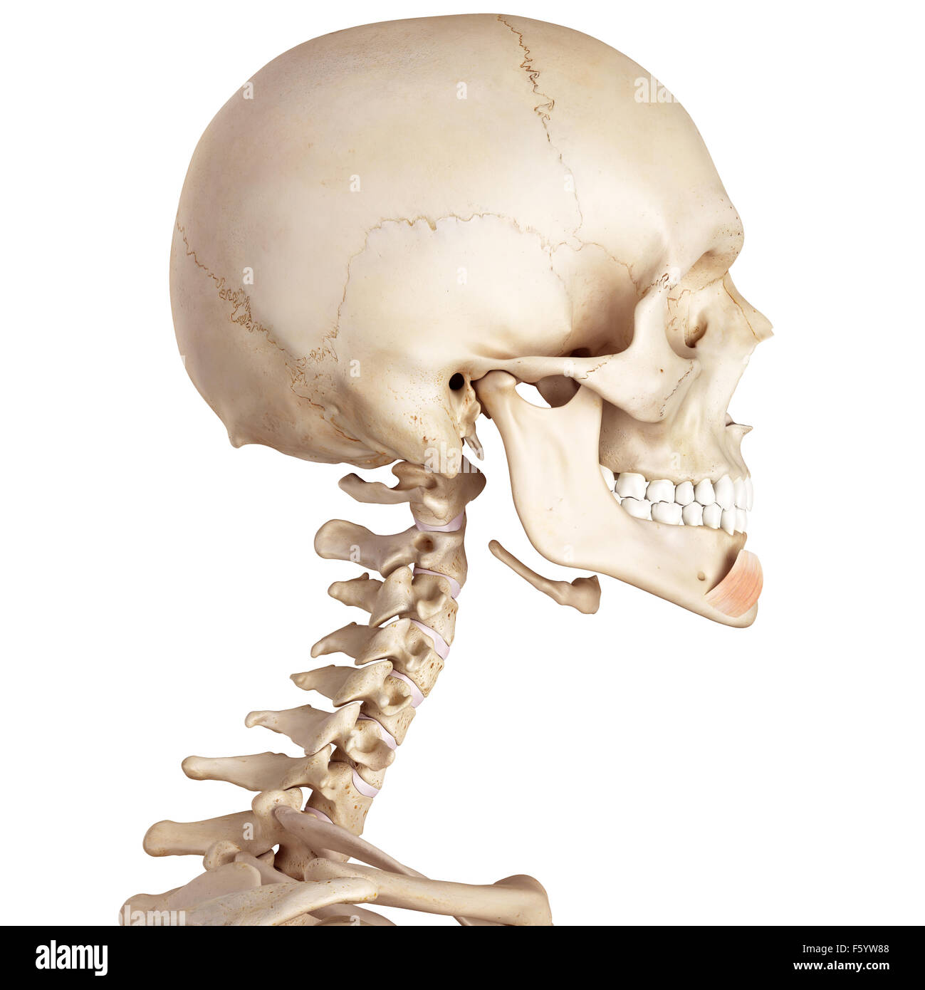medizinische genaue Abbildung des Depressor Labii inferioris Stockfoto