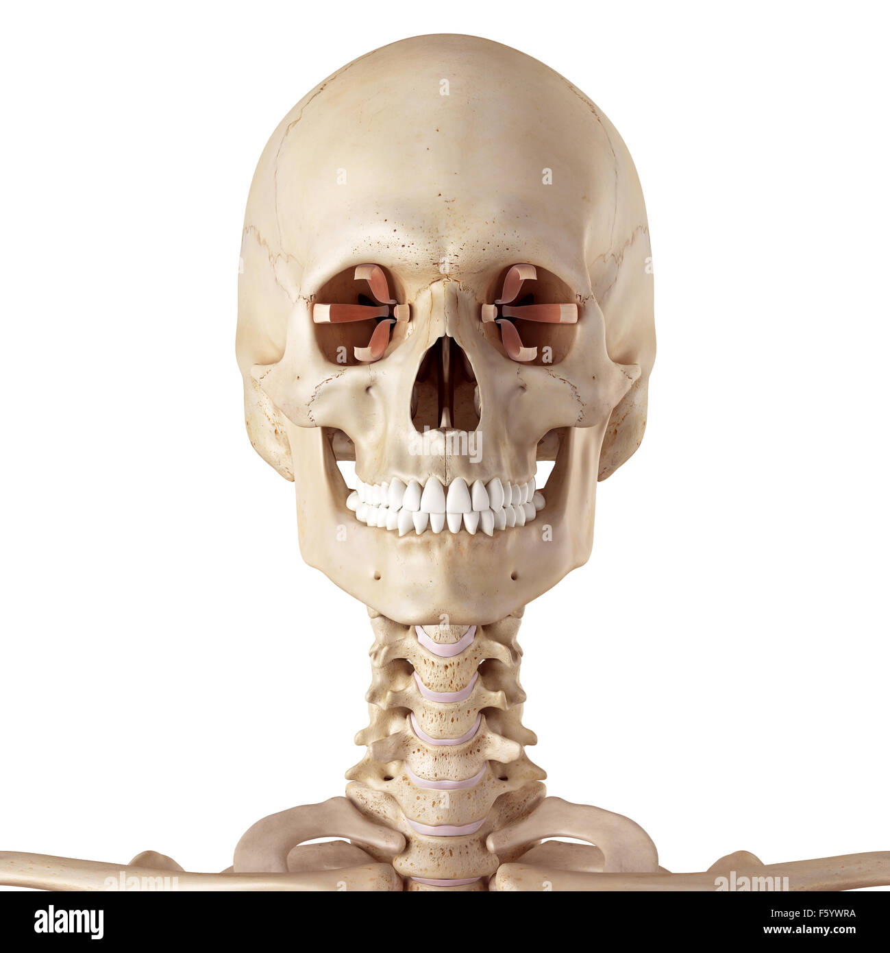 medizinische genaue Abbildung des seitlichen rectus Stockfoto