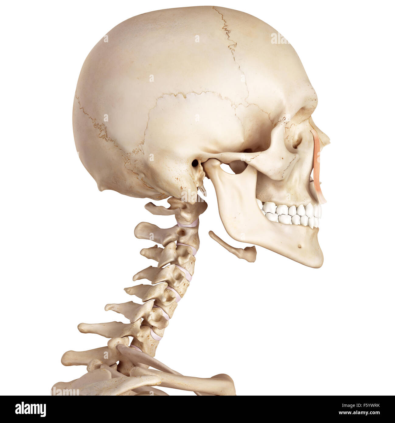 Levator labii superioris alaeque nasi muscle Fotos und Bildmaterial