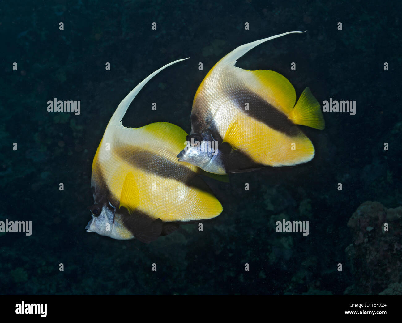 Ein paar rote Meer Bannerfish, Heniochus Intermedius, im Roten Meer bei Marsa Alam, Ägypten Stockfoto