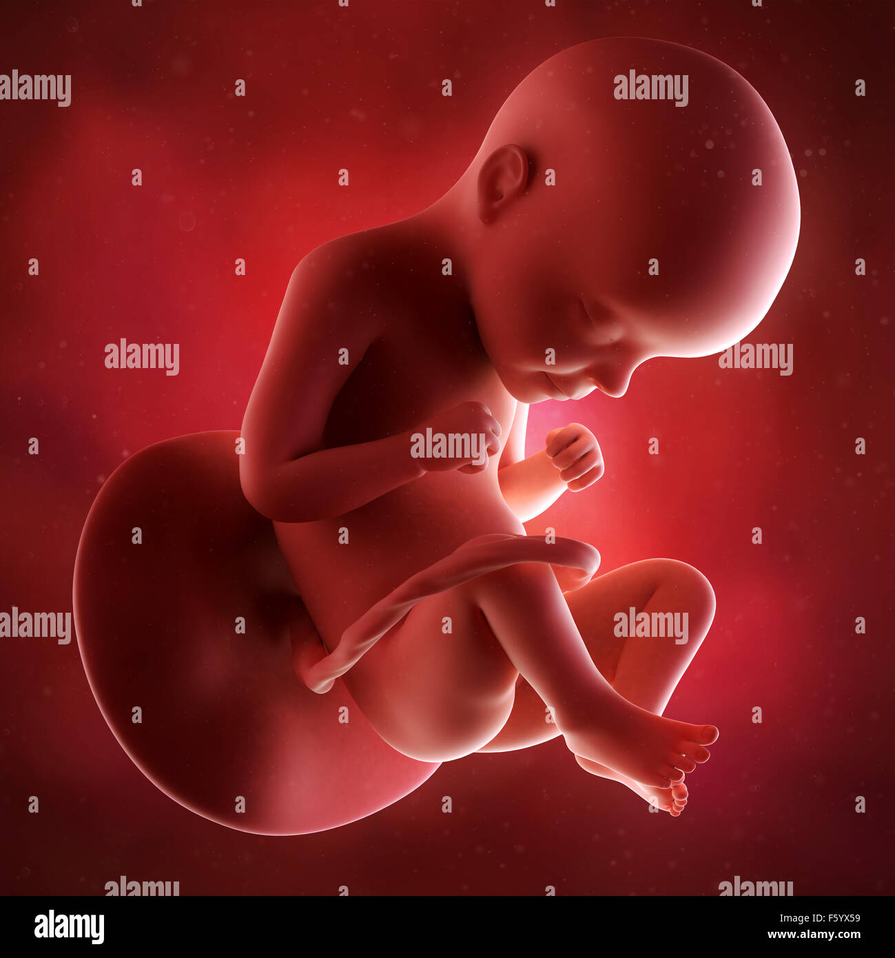 medizinische präzise 3d Illustration des Fötus in der Woche 29 Stockfoto