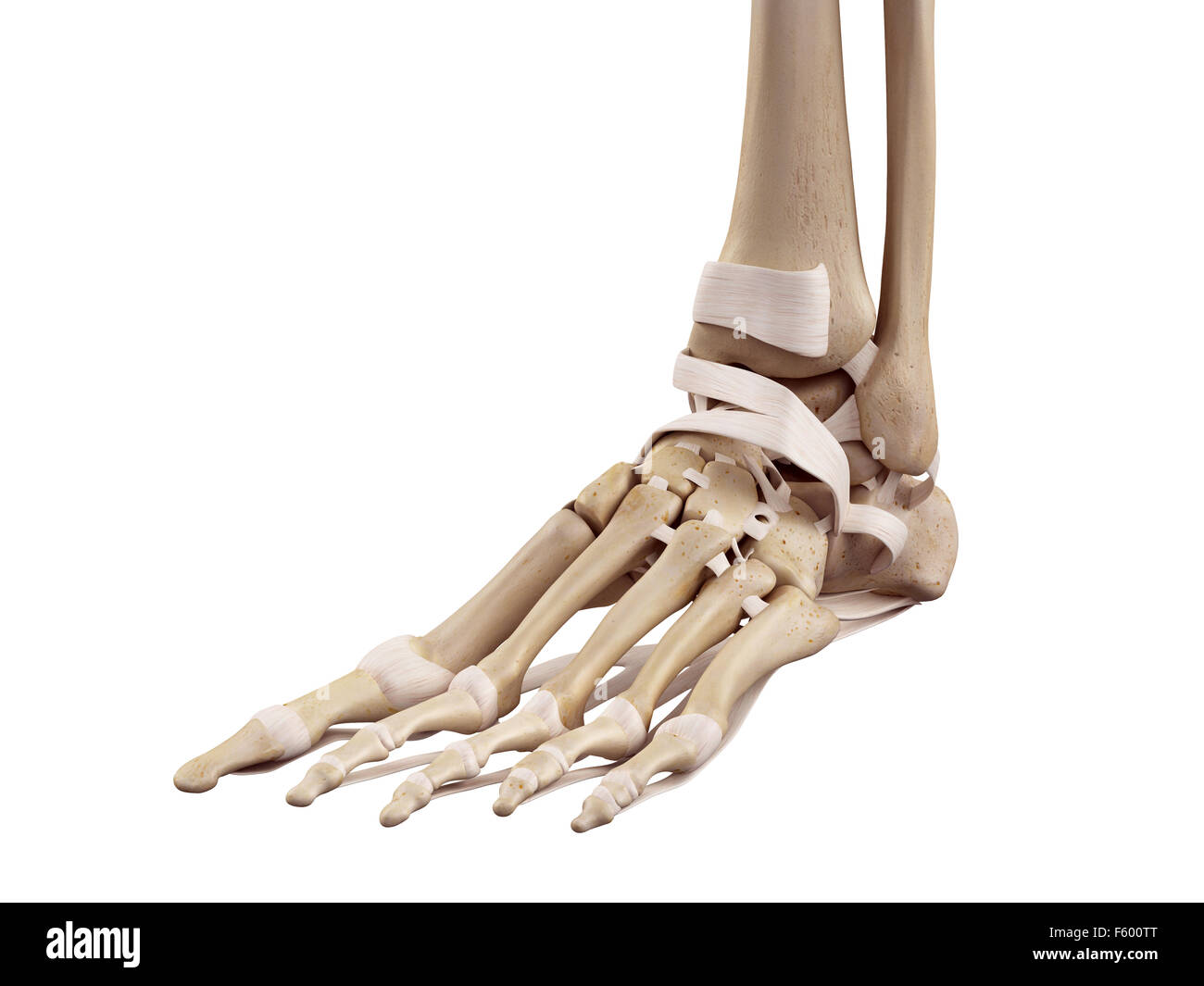 medizinische genaue Abbildung der Fuß Bänder Stockfoto