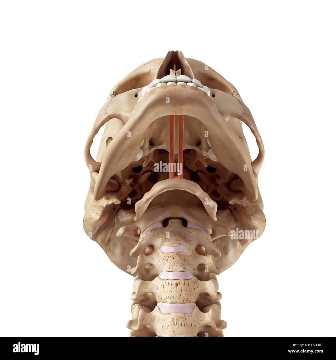 medizinische genaue Darstellung der geniohyoid Stockfoto