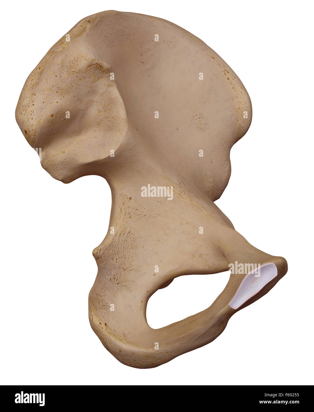medizinisch genaue Abbildung von den Hüftknochen Stockfoto