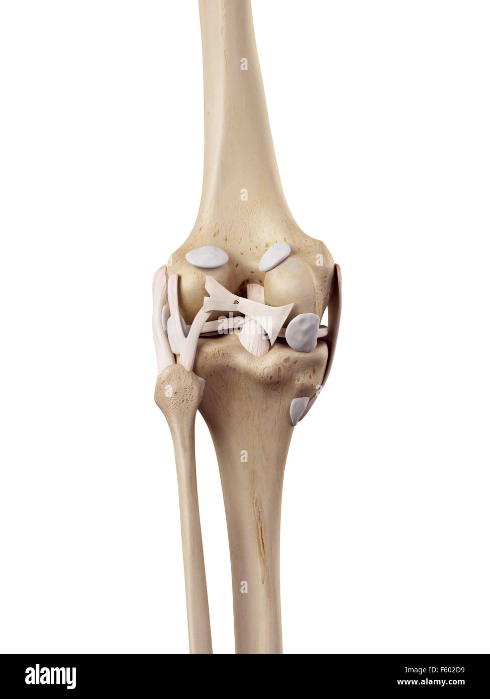 medizinische genaue Darstellung der Kniebänder Stockfoto