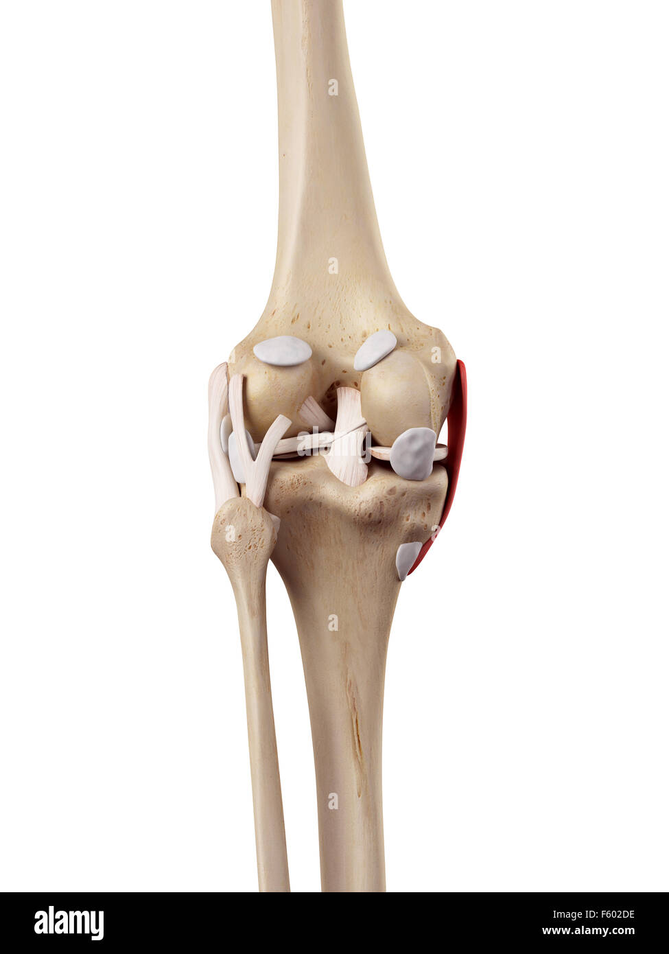 medizinische genaue Darstellung der tibiale Seitenbandes Stockfoto