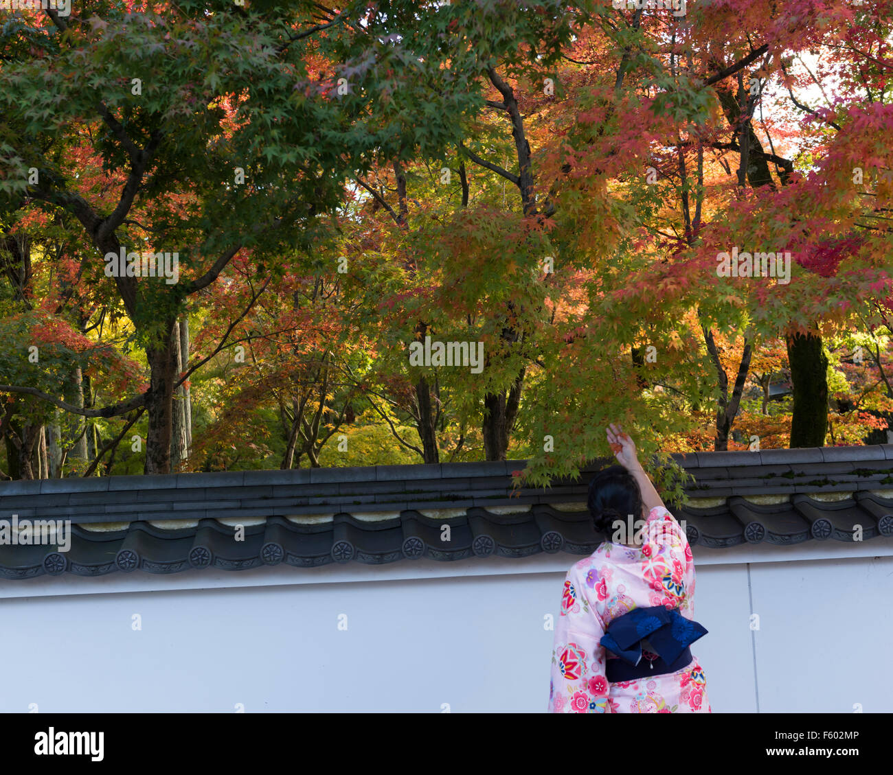 Kyoto, Japan, 10. November 2015. Momijigari beteiligt sich ein weibliche Besucher, gekleidet in Kimono am Eikando Zenrinji Tempel. Stockfoto