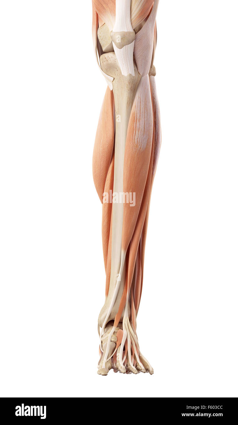 medizinische genaue Abbildung der untere Beinmuskulatur Stockfoto