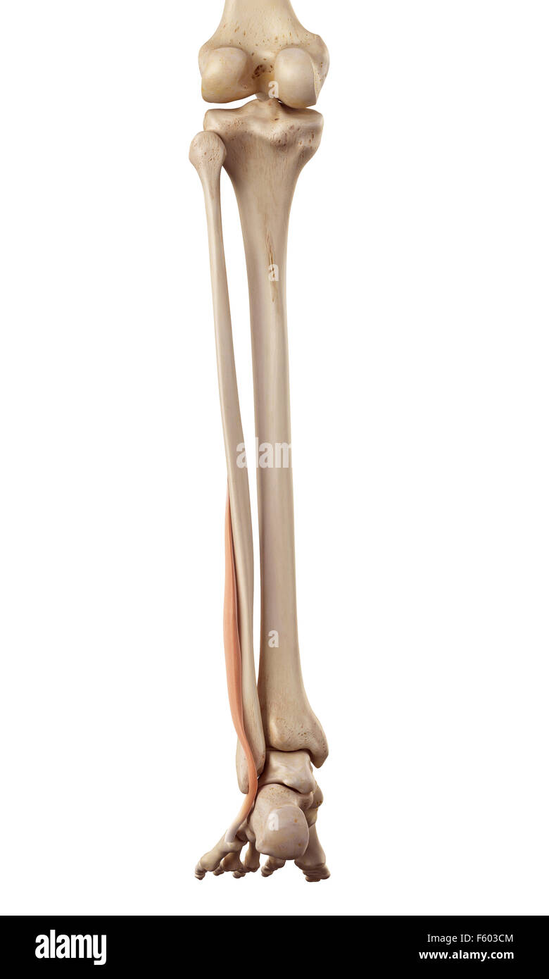 medizinische genaue Abbildung der Peronaeus brevis Stockfotografie Alamy