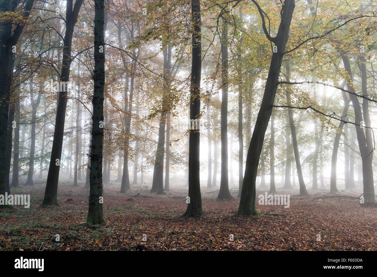 Fagus Sylvatica. Buche Baum Wald und Herbst Nebel. UK Stockfoto