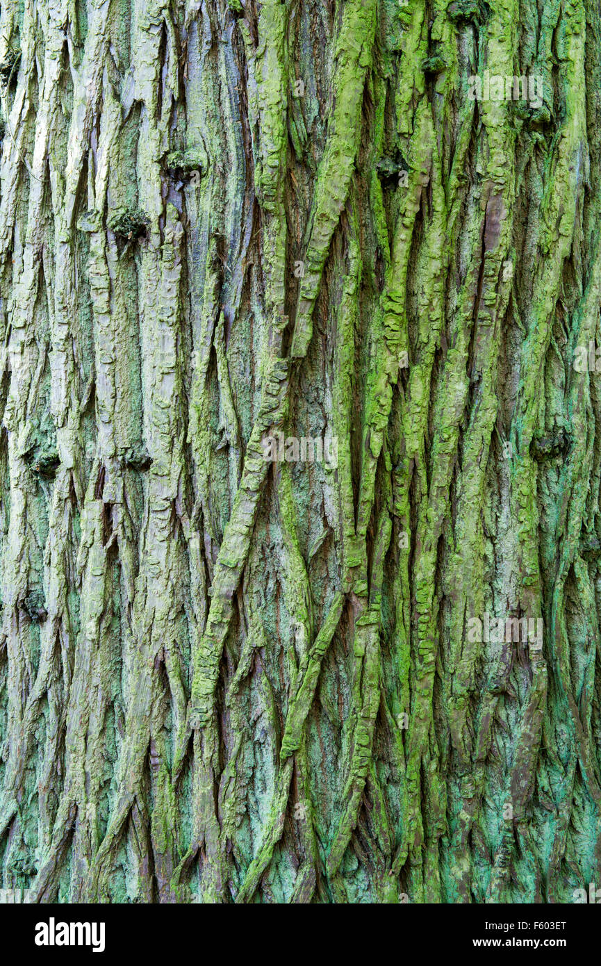 Castanea Sativa. Rinde der Edelkastanie im Herbst in Algen bedeckt. Stockfoto