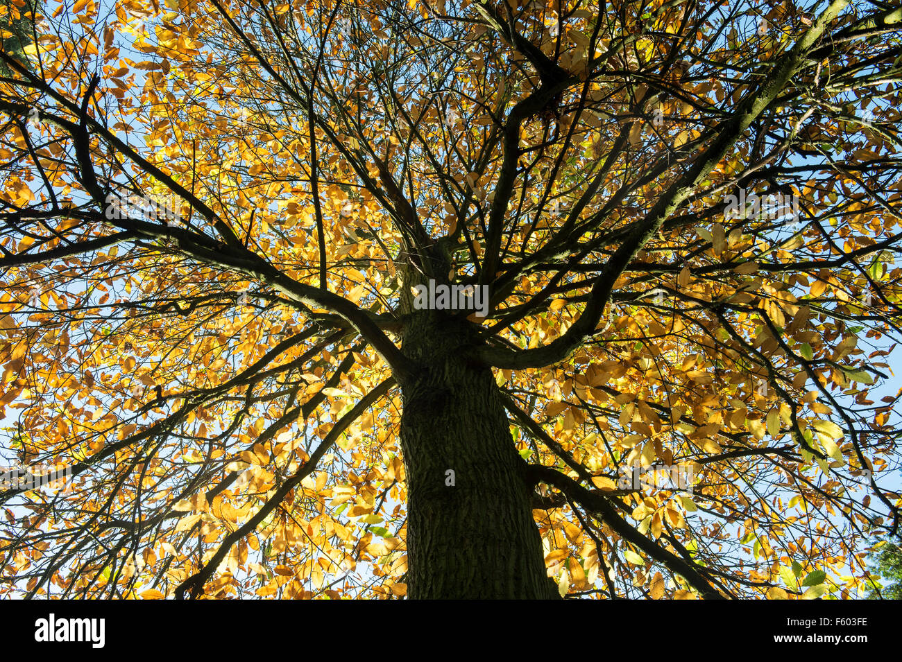Castanea Sativa. Edelkastanie mit Herbst Laub und blauer Himmel. UK Stockfoto