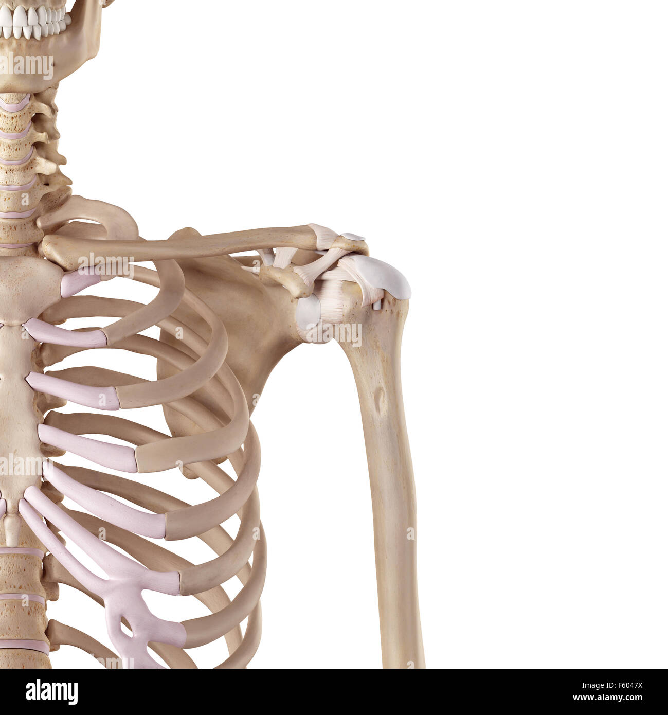 medizinische genaue Abbildung der Schulter Bänder Stockfoto