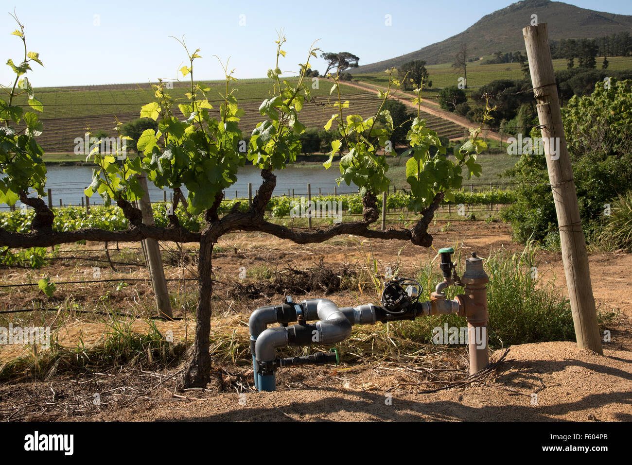 Wasser-Bewässerungssystem inmitten eines Weinberges in Südafrika Western Cape Stockfoto