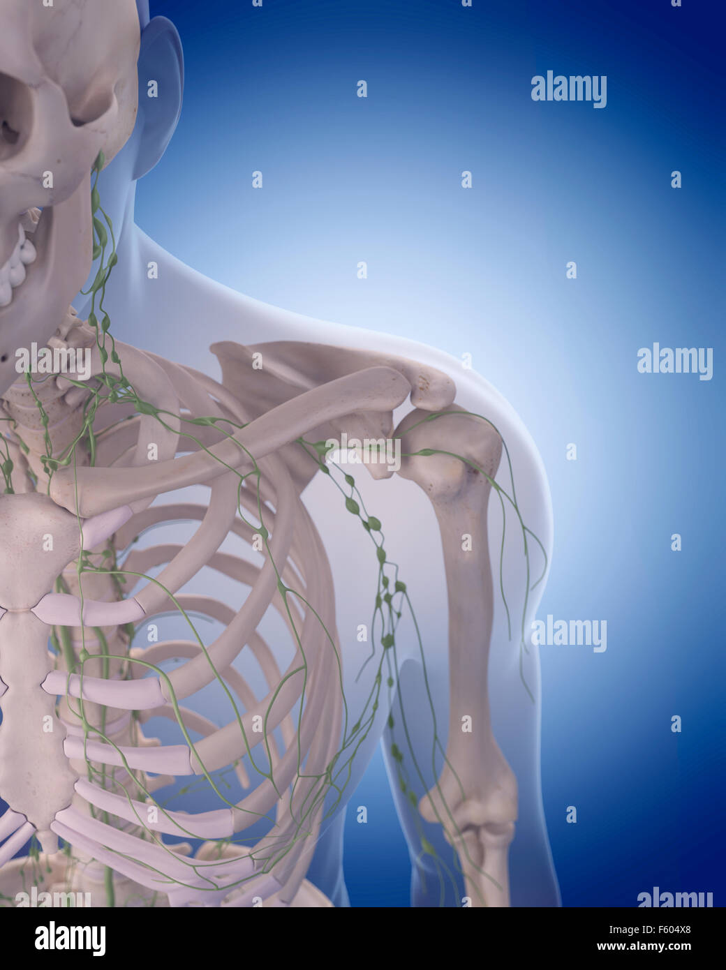 medizinisch genaue Abbildung des lymphatischen Systems - die Stockfoto