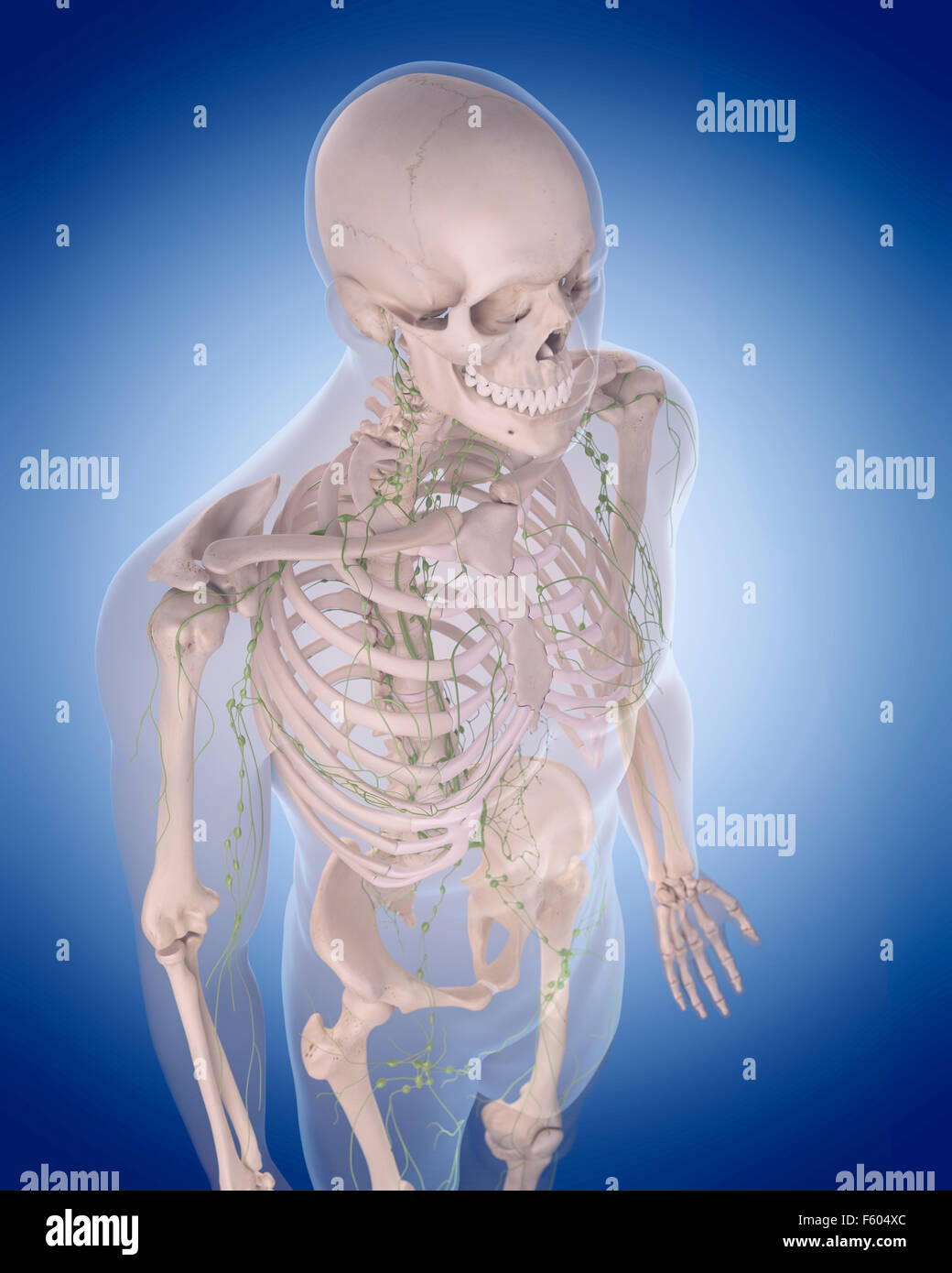 medizinisch genaue Abbildung des lymphatischen Systems - thorax Stockfoto