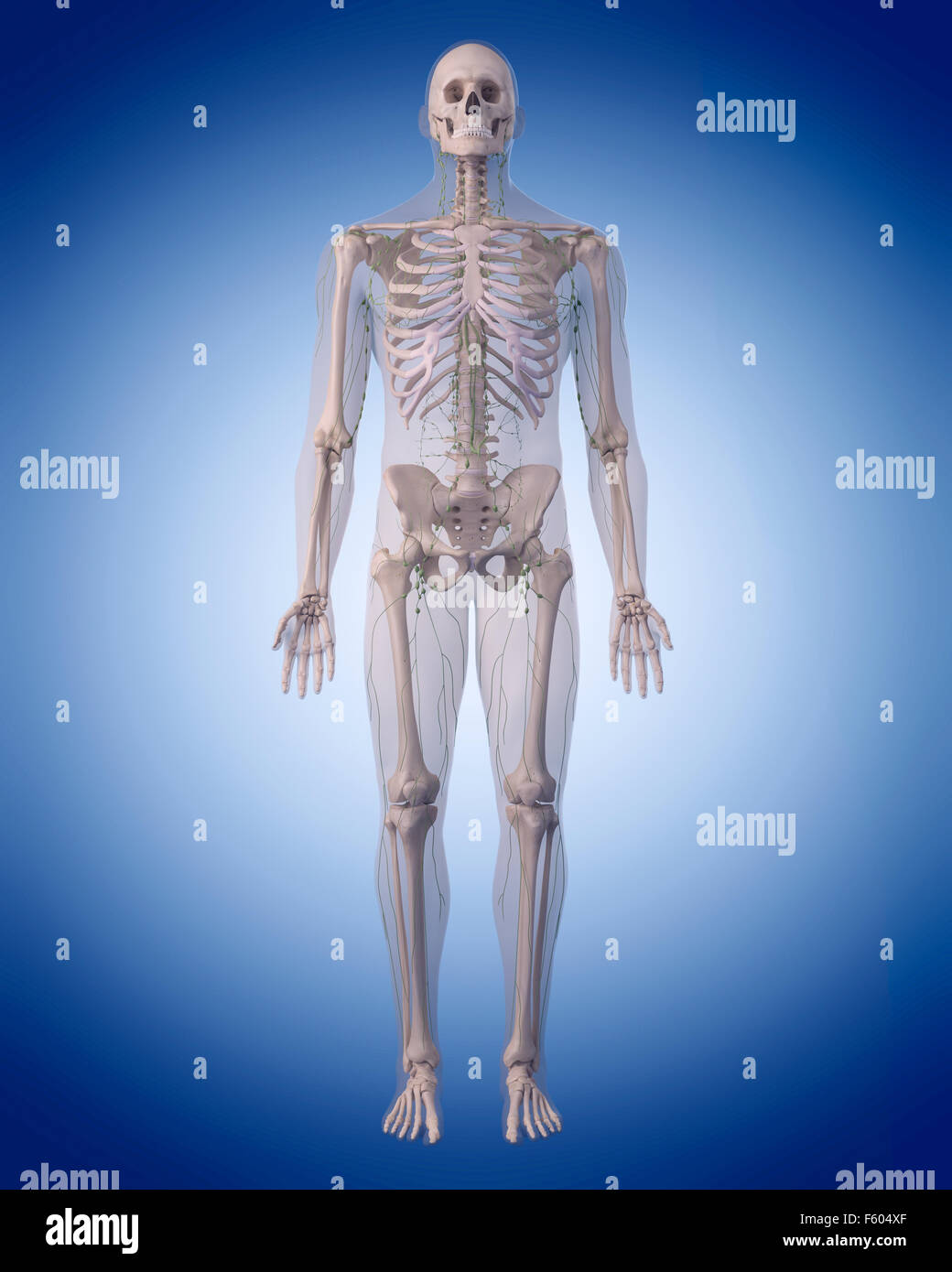 medizinisch genaue Abbildung des lymphatischen Systems Stockfoto