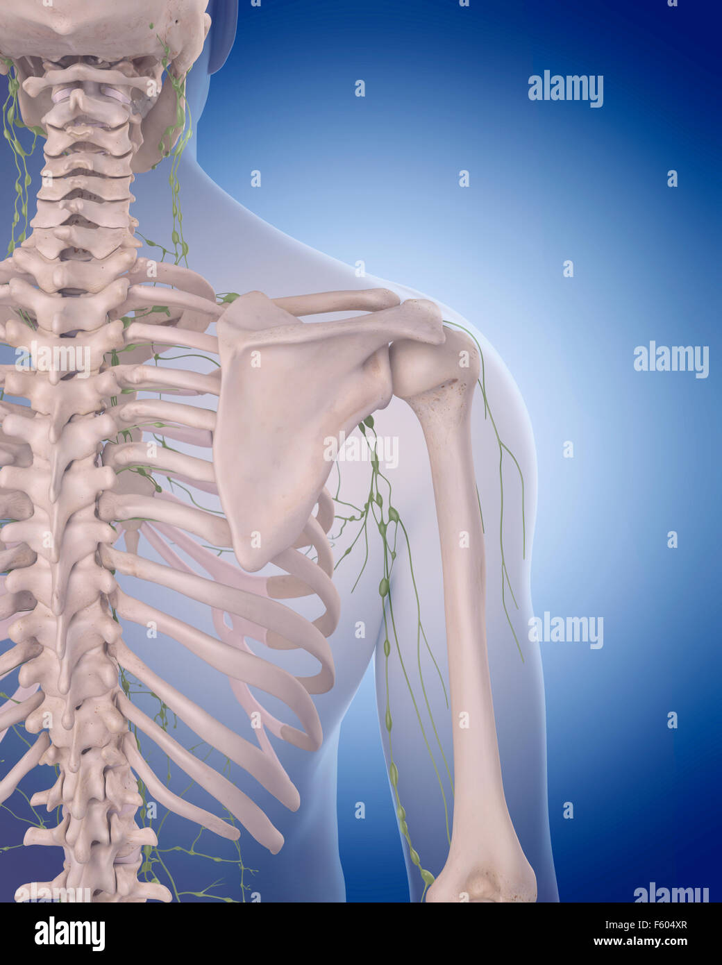 medizinisch genaue Abbildung des lymphatischen Systems - die Schulter Stockfoto