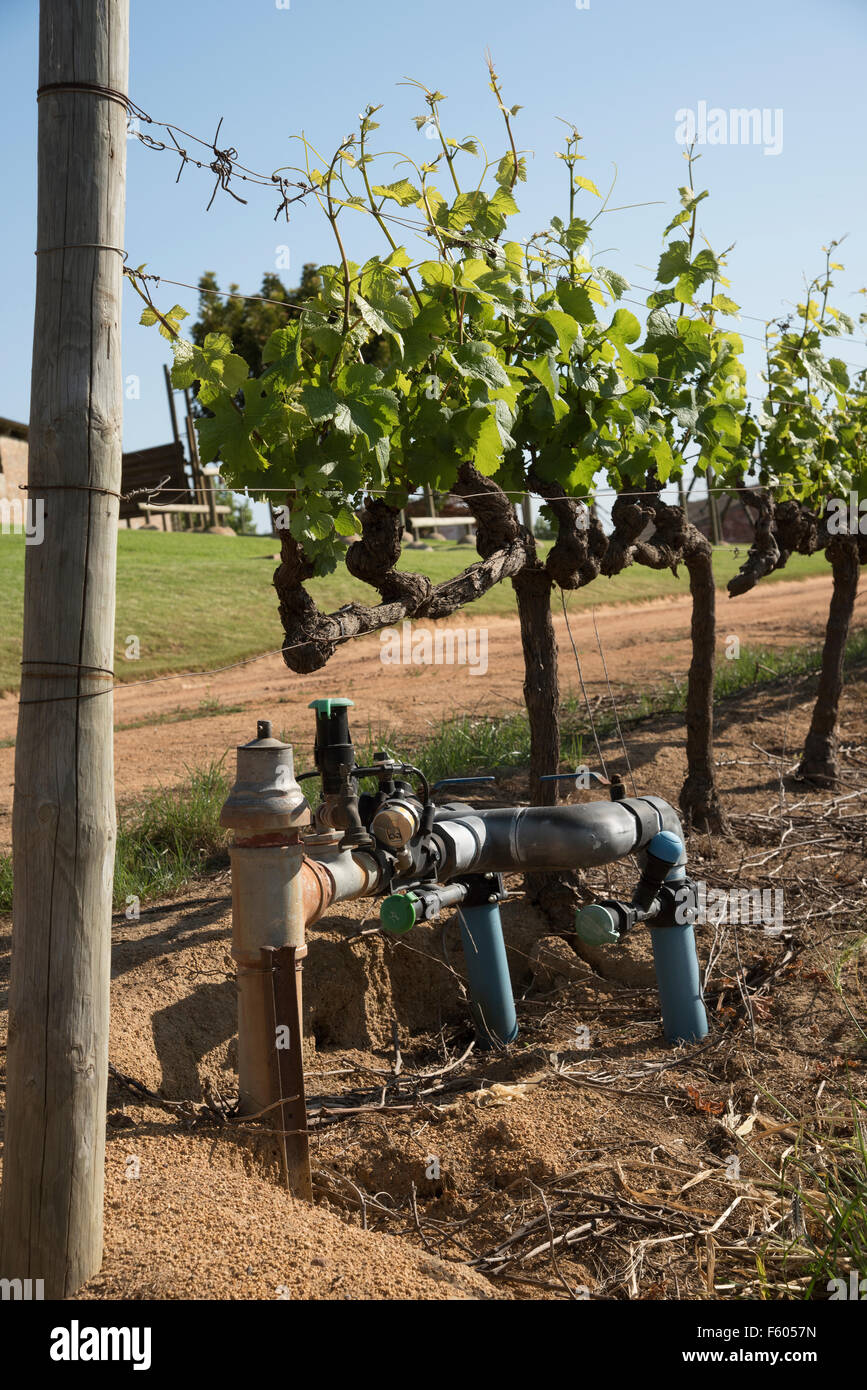 Wasser-Bewässerungssystem inmitten eines Weinberges in Südafrika Western Cape Stockfoto