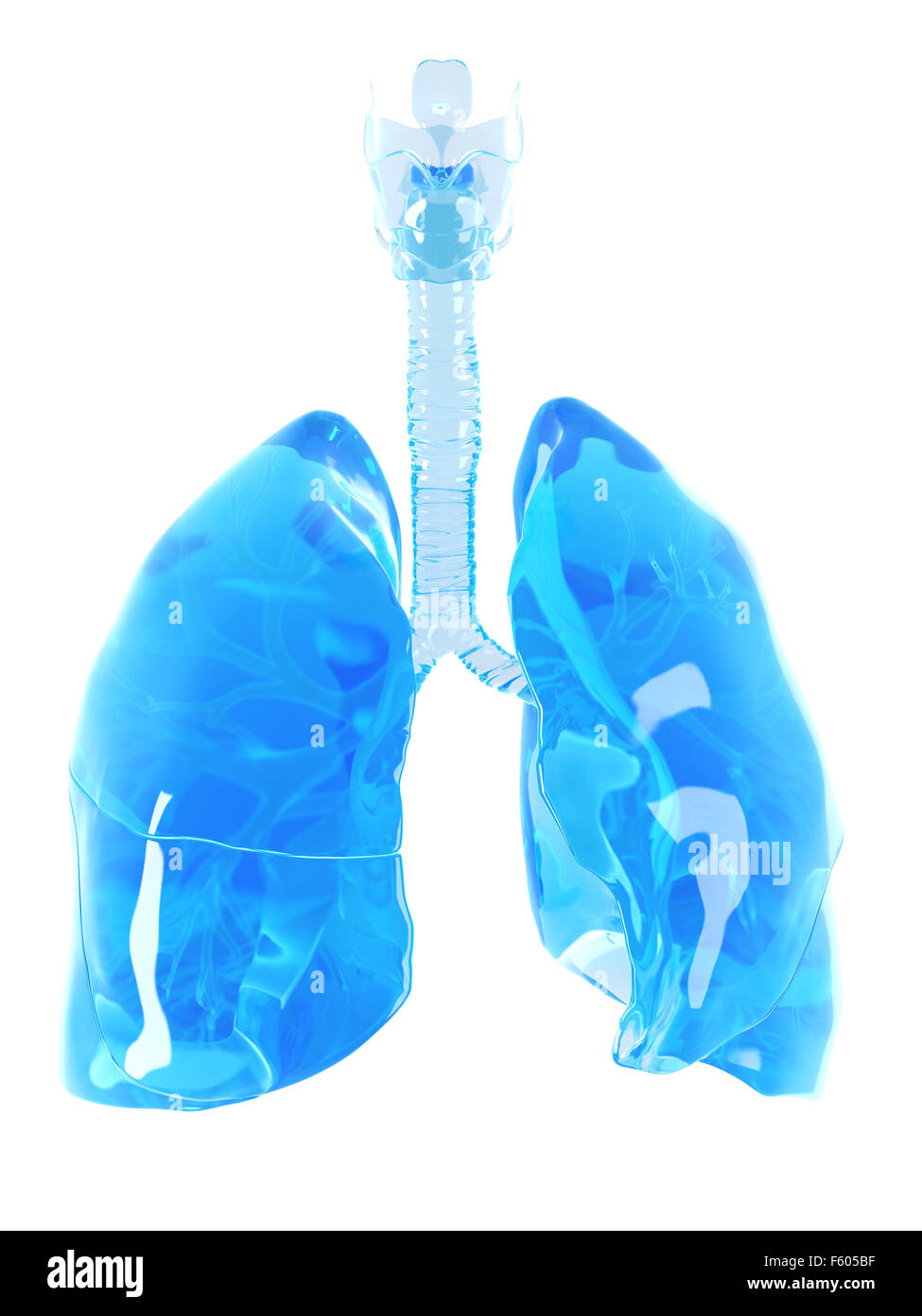 medizinisch genaue Abbildung einer Glas-Lunge Stockfoto