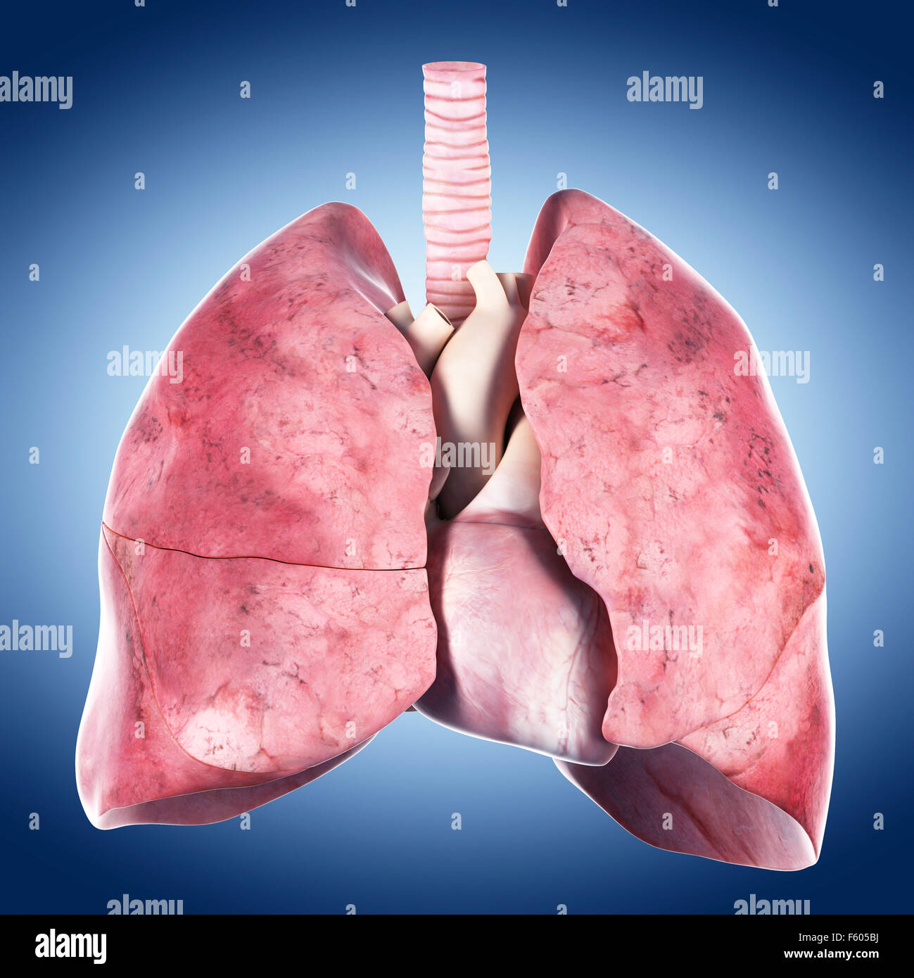 medizinisch genaue Abbildung des Herzens und der Lunge Stockfoto