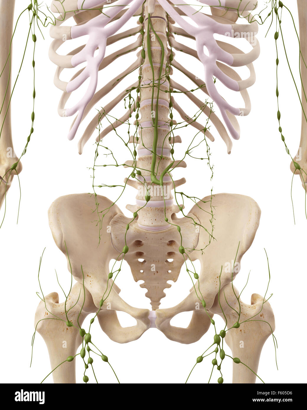 medizinisch genaue Abbildung der abdominalen Lymphknoten Stockfoto