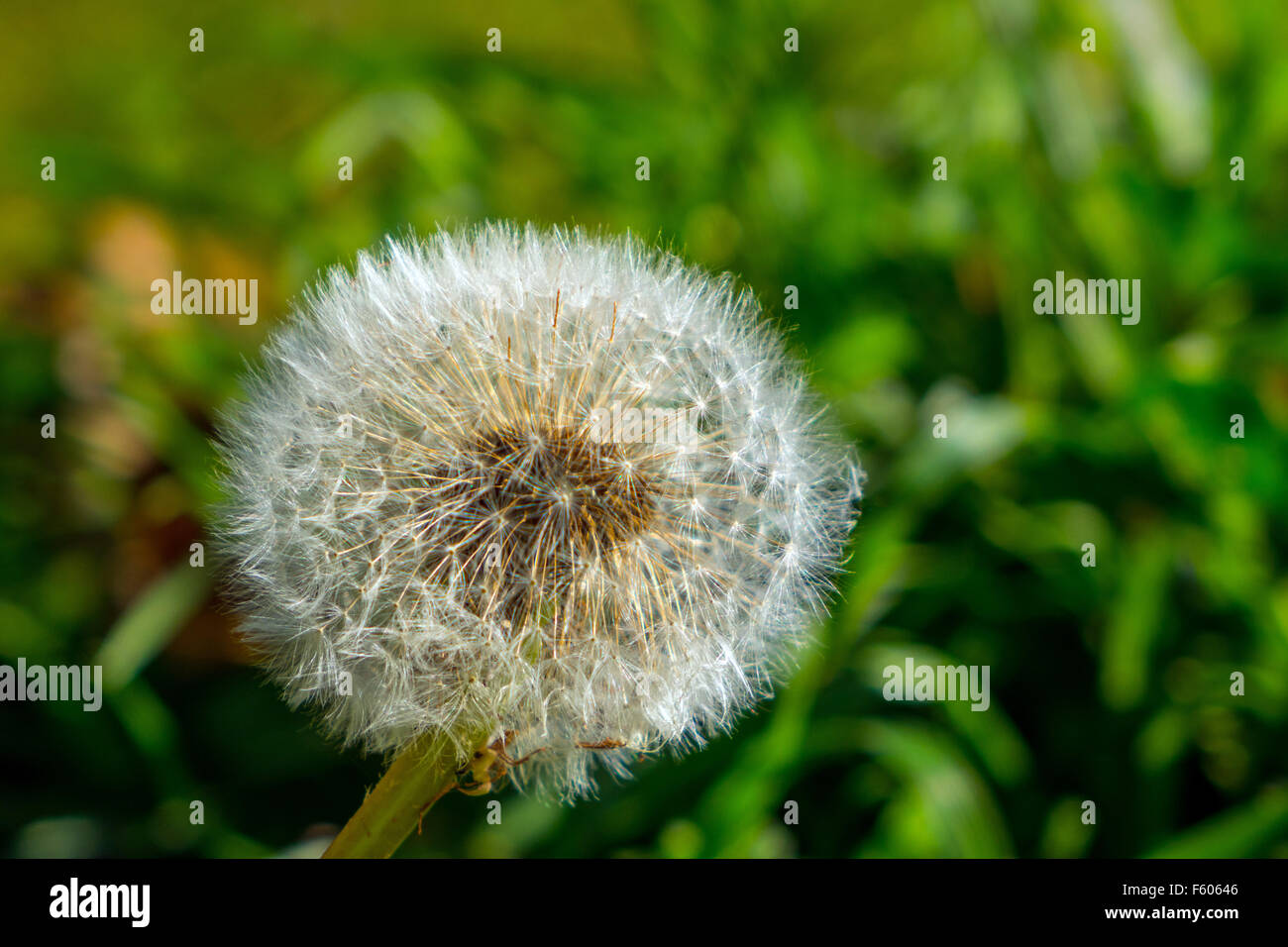 Taraxacum, Löwenzahn Samen Uhr sagen, die Zeit Stockfoto