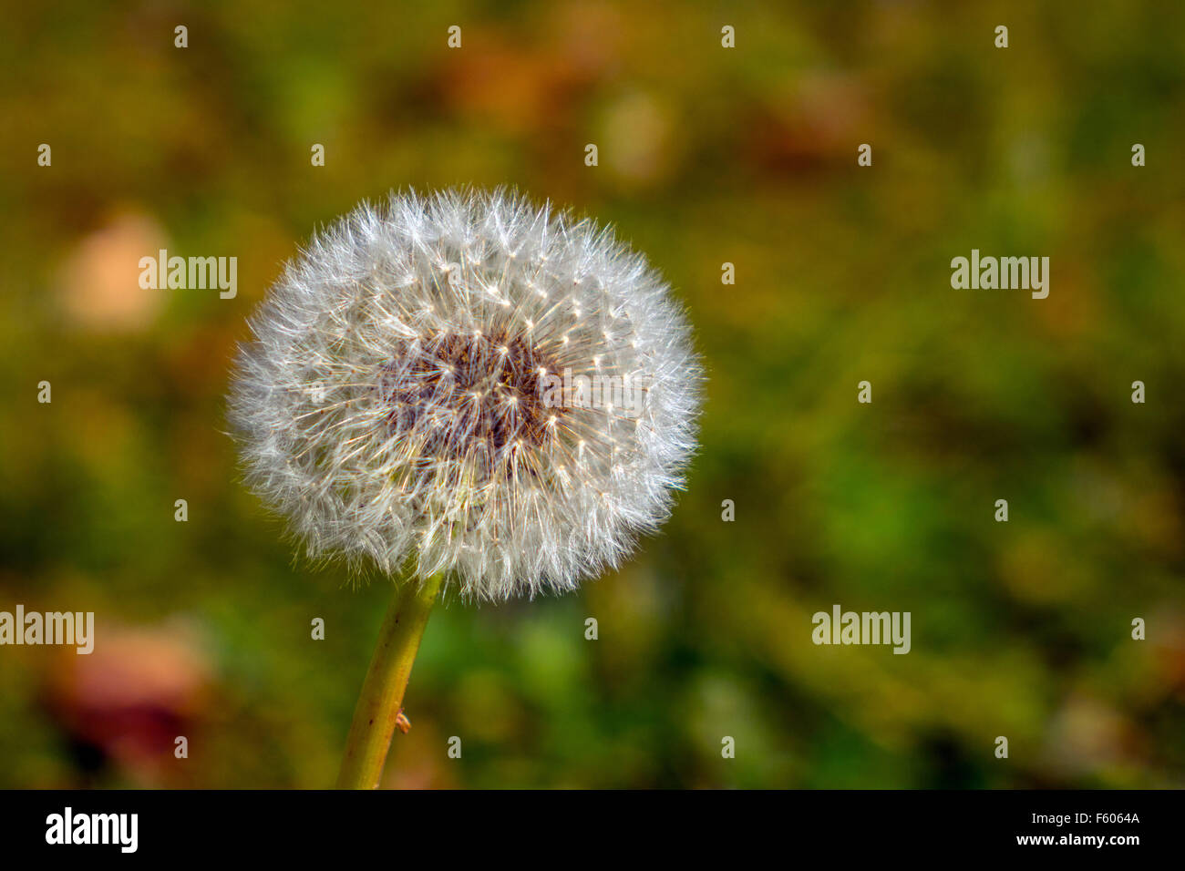 Taraxacum, Löwenzahn Samen Uhr sagen, die Zeit Stockfoto