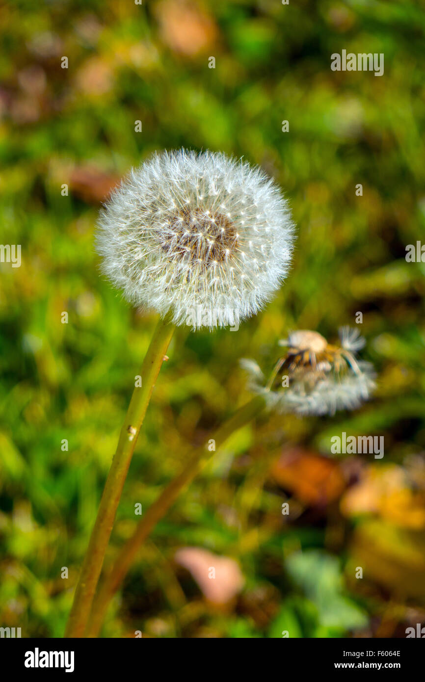 Taraxacum, Löwenzahn Samen Uhr sagen, die Zeit Stockfoto
