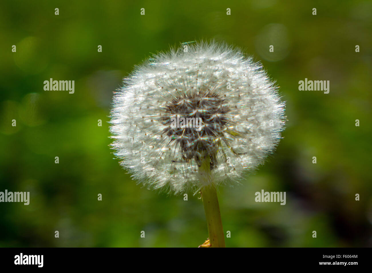 Taraxacum, Löwenzahn Samen Uhr sagen, die Zeit Stockfoto