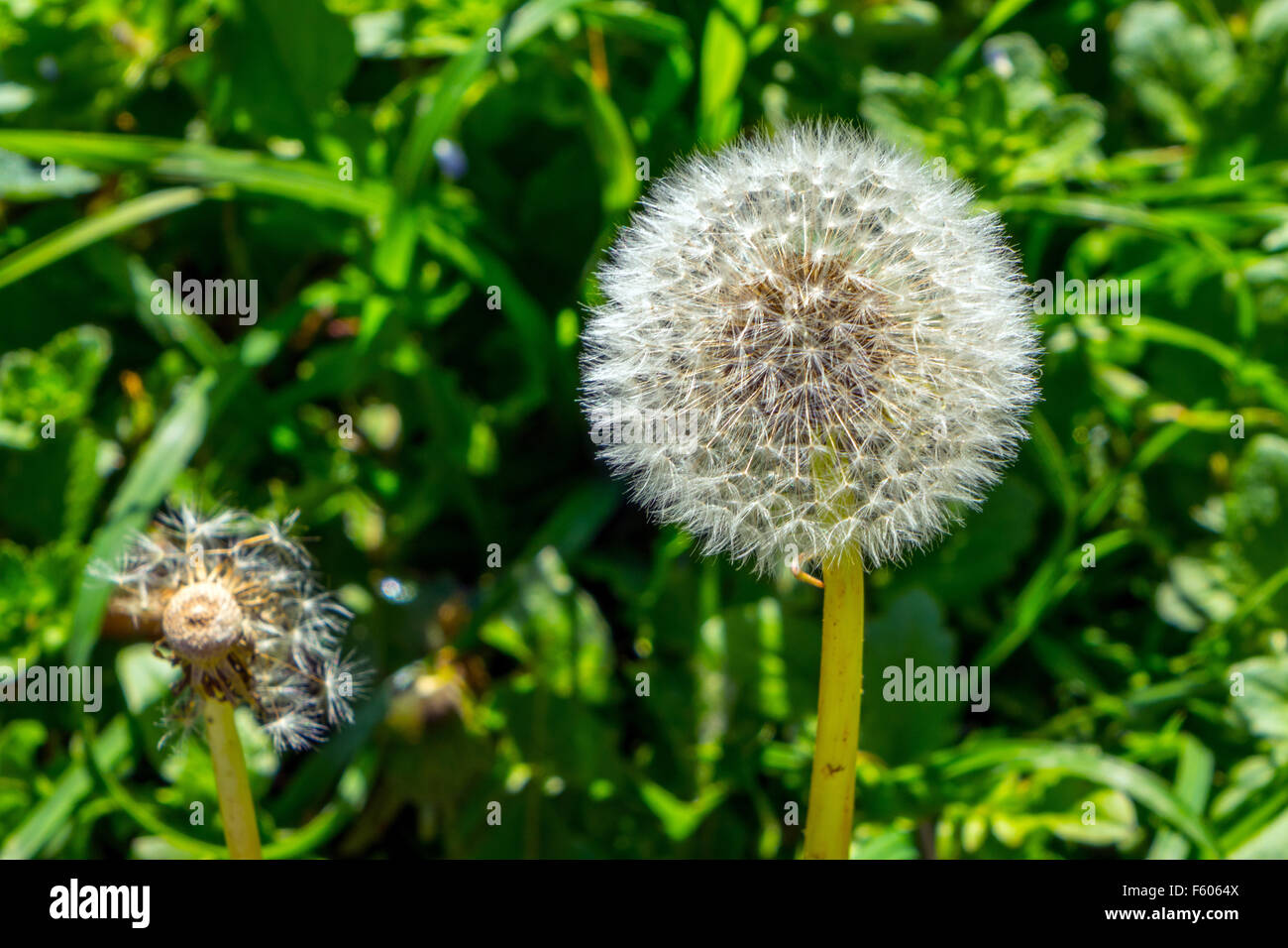 Taraxacum, Löwenzahn Samen Uhr sagen, die Zeit Stockfoto