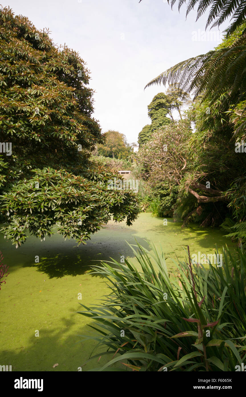 Im tropischen Dschungel Garten an die verlorenen Gärten von Heligan Cornwall England UK Stockfoto