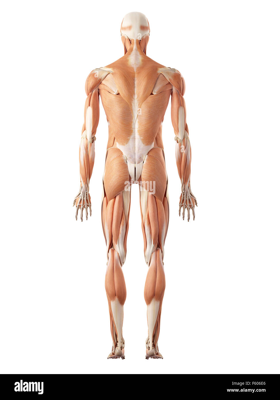 medizinische genaue Abbildung des Muskel-Systems Stockfoto