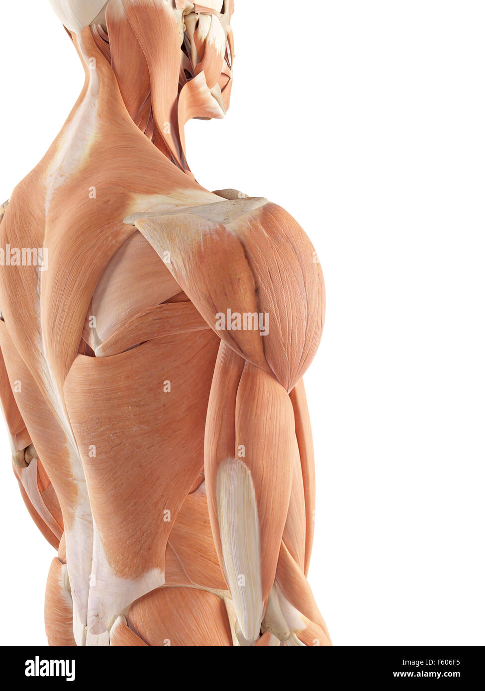 medizinische genaue Darstellung der Schultermuskulatur Stockfoto