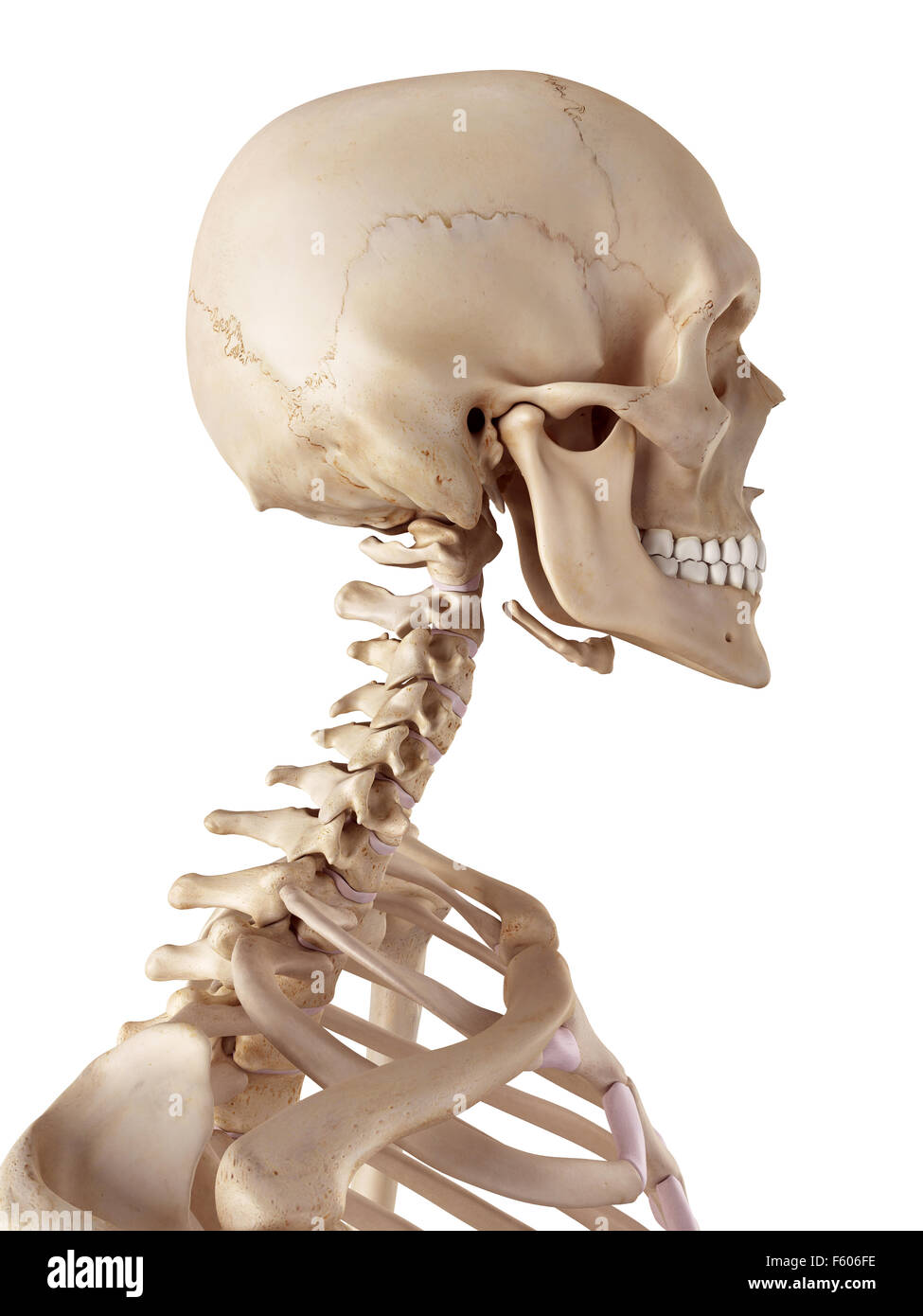 medizinische genaue Abbildung des menschlichen Schädels und des Halses Stockfoto