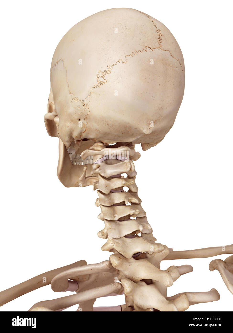 medizinische genaue Abbildung des menschlichen Schädels und des Halses Stockfoto