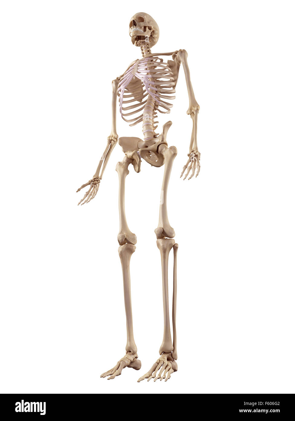medizinische genaue Abbildung des menschlichen Skeletts Stockfoto
