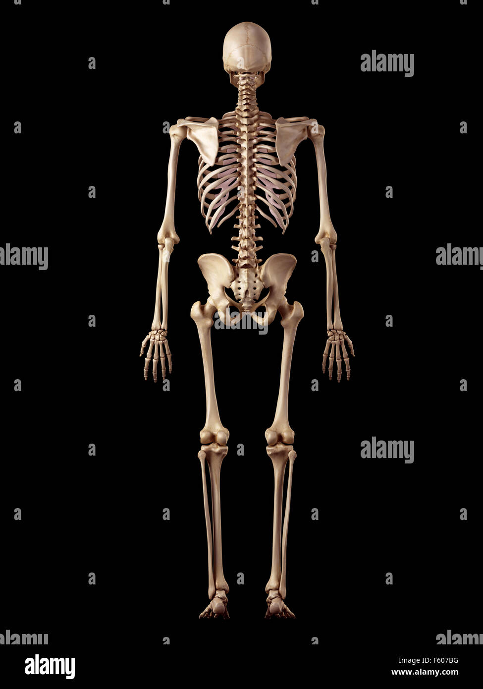 medizinische genaue Abbildung des menschlichen Skeletts Stockfoto