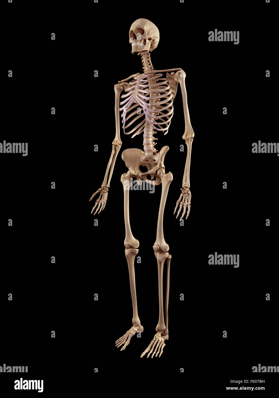 medizinische genaue Abbildung des menschlichen Skeletts Stockfoto